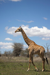 giraffe in the wild