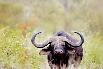 big buffalo bull