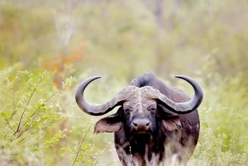 Papier Peint photo Lavable Buffle big buffalo bull