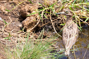 water thick knee
