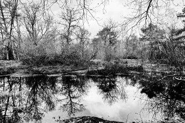 Foogy day at the  fairy pond in the Fontainebleau forest 