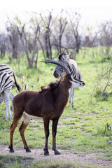 young sable bull