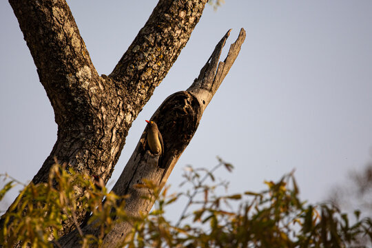 Red Billed Oxpecker