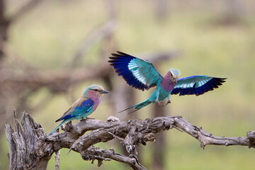 lilac-breasted roller in flight