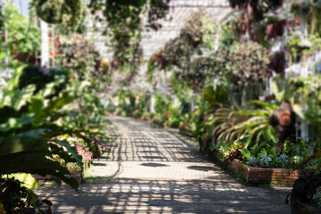 Variety summer plant sale and display in the market