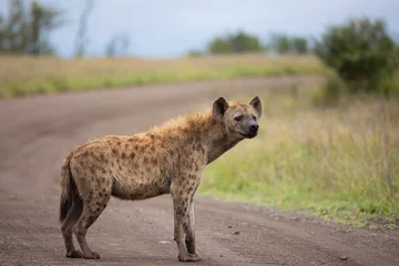 Foto op Aluminium spotted hyena in the road © Jurgens