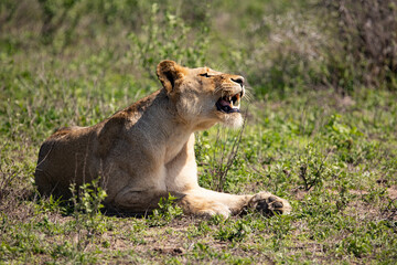Obraz na płótnie Canvas lioness in the wild - Africa