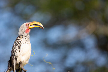 yellow billed hornbill
