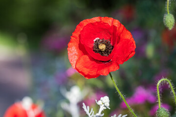 A lone red poppy on a summer green meadow. Open flower petals. Bees fly nearby. Natural drugs. Close-up. View from above.