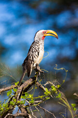 yellow billed hornbill