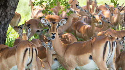 surprized impala