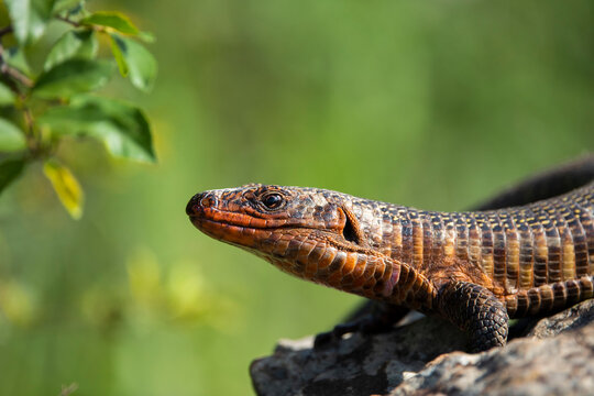 giant platted lizard