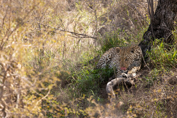 resting leopard