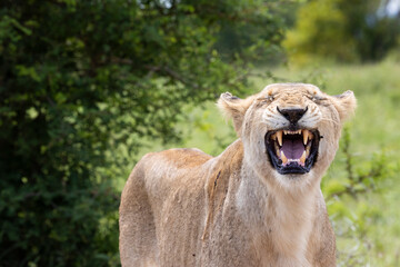 lioness smilling