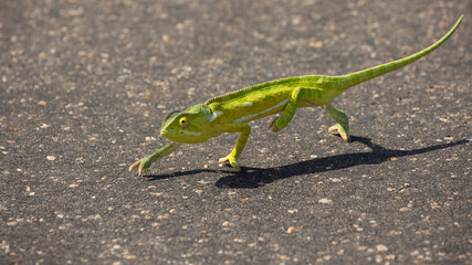 chameleon crossing the road