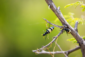 blister beetle hanging on