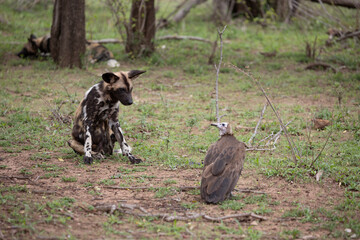 African wild dog aka painted wolfs