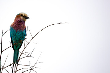 lilac breasted roller