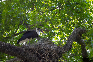wooly necked stork on a nest