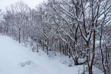 Fototapeta na wymiar 山の雪景色　冬　森林