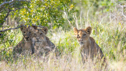 lion cubs, awaiting mother return