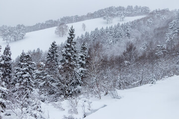 山の雪景色　冬　森林