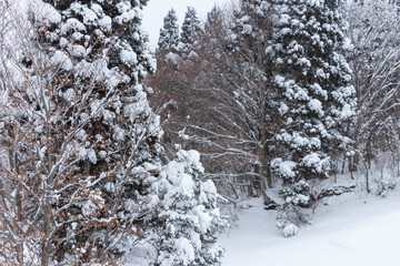 山の雪景色　冬　森林