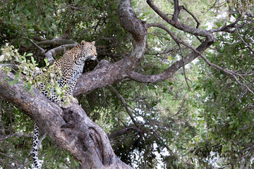Fototapeta na wymiar leopard in a tree - Africa