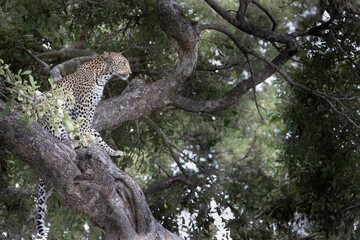 leopard in a tree - Africa