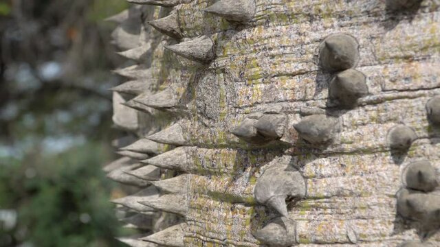Spiky tree, dragon tree, Ceiba speciosa.
