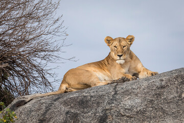 Lioness with flies on her face resting on a large rock looking at camera in Serengeti in Tanzania