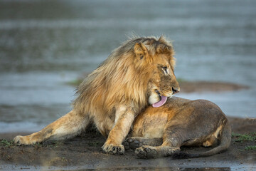 Male lion lying in mud at the edge of river licking its fur in Ndutu Reserve in Tanzania