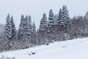 山の雪景色　冬　森林