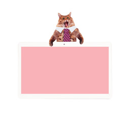 Cat and tablet. Isolated on a white background. Mockup concept.