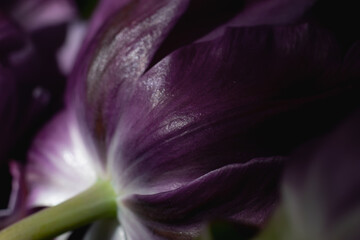 Dark botanical background with back side view on smooth violet tulip