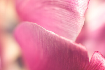 Blurred soft tender pink tulip petals. Macro photo, floral background