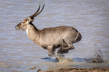 Adult male common water buck running at speed through water in Kruger Park in South Africa
