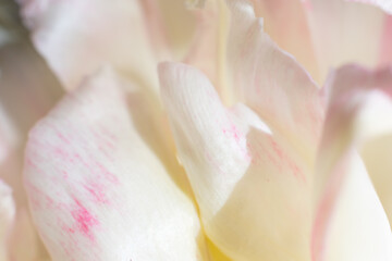 Obraz na płótnie Canvas Lots of fragile petals of white tulip as floral backdrop.Botanical backdrop