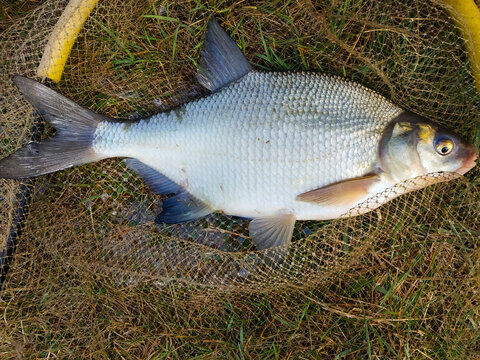 fish bream lies in the fishing