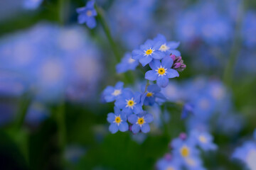 Macro photo of bright blue forget-me-not close up background. Backdrop with bokeh