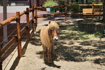 Brown Shetland pony, standing in the cage, Isolated - ケージ内のポニー