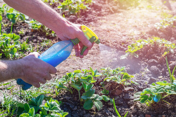 Gardener holds bottle with blue liquid of Bordeaux mixture (also called Bordo Mix) and spraying young green strawberry bushes in fruit farm.