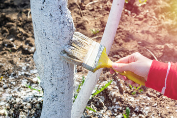 Whitewashing fruit trees trunks as method of protection from heat and sun. Painting young fruit...