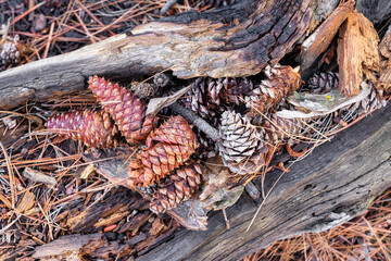 Pine Cones Sitting in a Burned Pine Tree Trunk on the Forest Floor