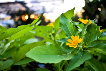 flowers in the garden
