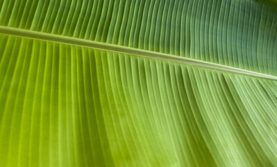 Banana leaves close up with the pattern on their leaves.