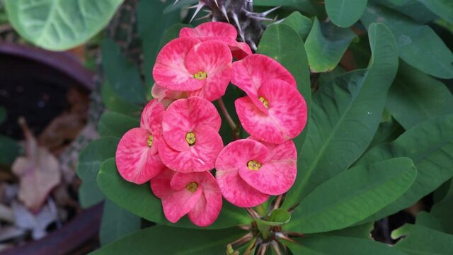 Euphorbia milii Desmoul flower are blooming in the garden