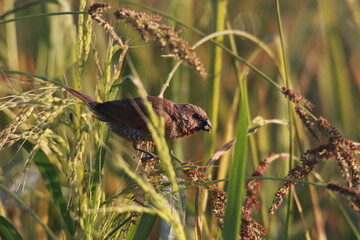 Close up small bird in the rice field
