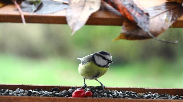 Eurasian blue tit (Cyanistes caeruleus)  feeding from garden bird feeder in autumn.