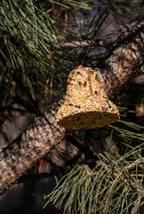 Bell from various grains, a delicacy for all the birds in the garden